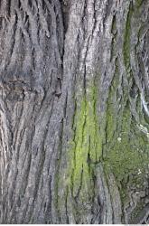 Tree Bark